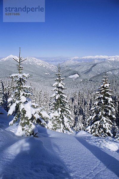Europa bedecken Tal Kiefer Pinus sylvestris Kiefern Föhren Pinie Slowakei Schnee