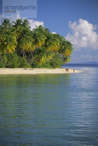 Strand  Küste  Insel  Süden  Karibik  Westindische Inseln  Mittelamerika  zeigen  Wildtaube