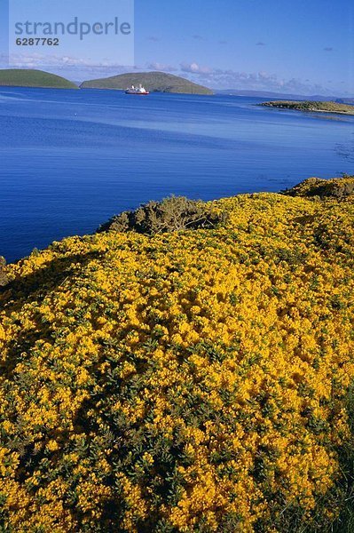 Falklandinseln  New Island