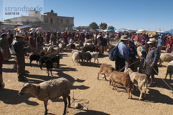 Viehmarkt in San Francisco El Alto  Guatemala  Zentralamerika