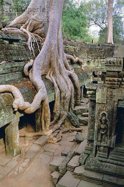 Ta Prohm  Angkor  Kambodscha