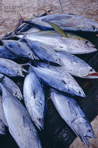 Fisch  Pisces  Seychellen
