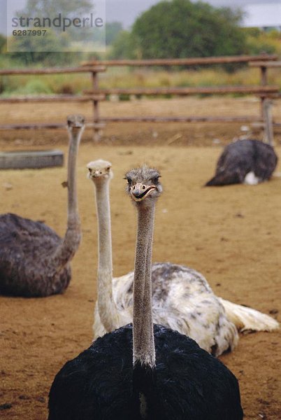 Straussenfarm in Oudtshoorn  Little Karoo  South Affrica