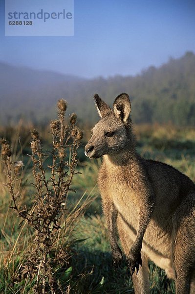 Pazifischer Ozean  Pazifik  Stiller Ozean  Großer Ozean  Australien  New South Wales