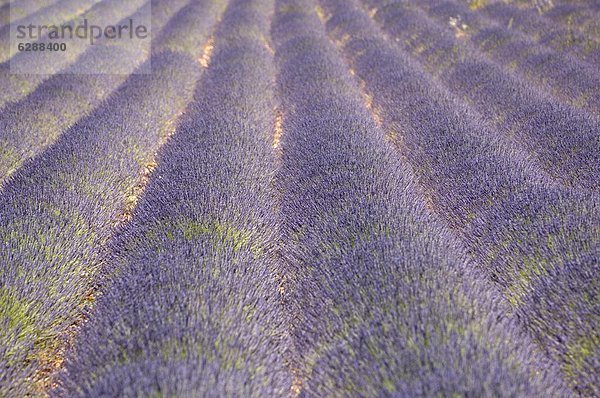 Frankreich  Lavendel  Luberon