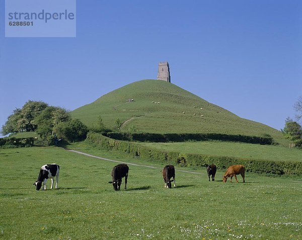 Europa  Großbritannien  frontal  Rind  England  grasen  Somerset