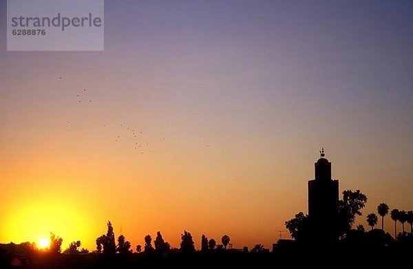 Nordafrika  Skyline  Skylines  Sonnenuntergang  über  Vogel  Vogelschwarm  Vogelschar  Marrakesch  Afrika  Marokko