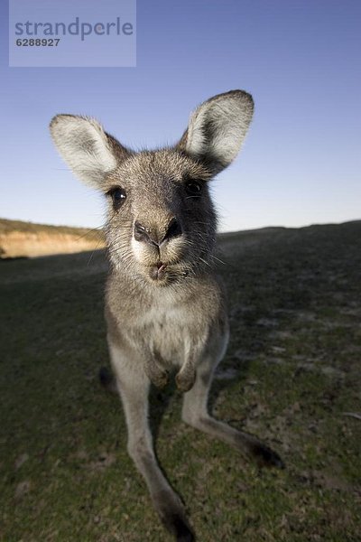 Östliches Graues Riesenkänguru Macropus giganteus Australien New South Wales Steinstrand