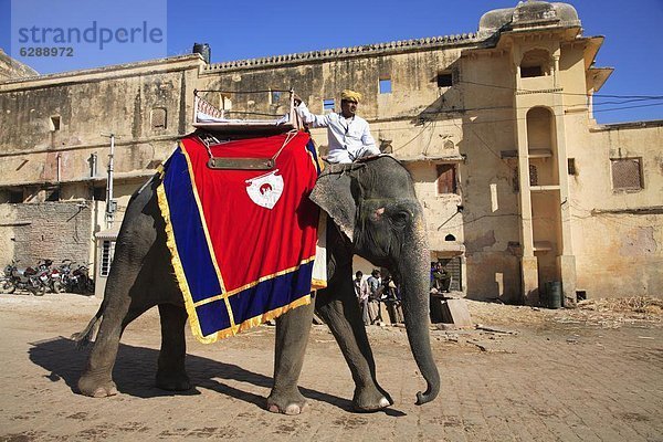 Mahout und Elefant  Amber Fort Palace  Jaipur  Rajasthan  Indien  Asien