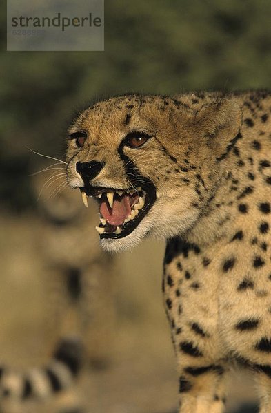 Windhuk  Windhoek  Hauptstadt  Gepard  Acinonyx jubatus  Namibia