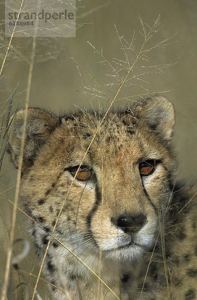 Windhuk  Windhoek  Hauptstadt  Gepard  Acinonyx jubatus  Namibia