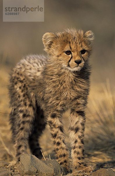 Windhuk  Windhoek  Hauptstadt  Gepard  Acinonyx jubatus  Namibia