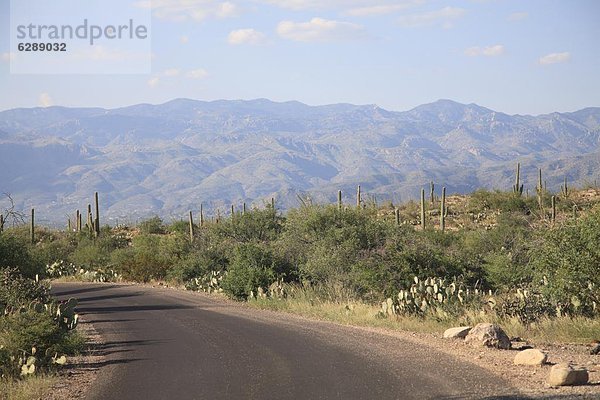 Vereinigte Staaten von Amerika  USA  Nordamerika  Arizona  Tucson