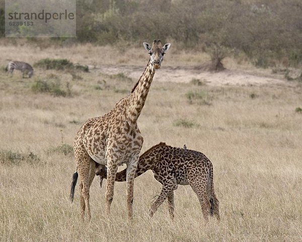 Ostafrika  Giraffe  Giraffa camelopardalis  Sorge  Masai Mara National Reserve  Afrika  Baby  Kenia  Masai