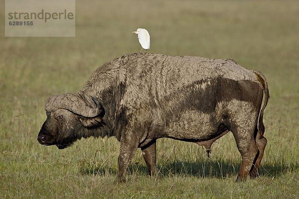 Ostafrika  Rind  Büffel  Afrika  Weißer Reiher  weiße reiher  Ibis  Kenia