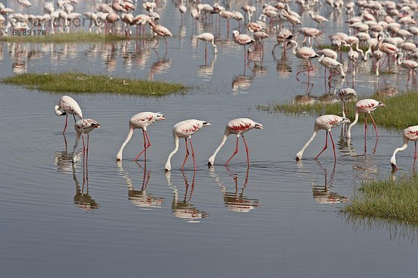 Ostafrika  klein  See  Flamingo  Afrika  füttern  Kenia  Nakuru