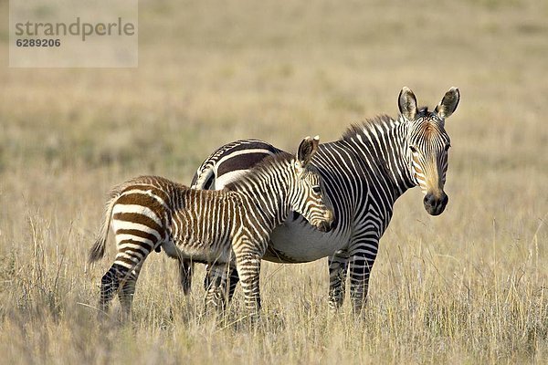 Südliches Afrika Südafrika Fohlen Füllen Berg Mutter - Mensch Afrika Zebra Equus zebra  Bergzebra