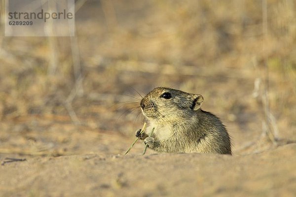 Südliches Afrika  Südafrika  Nostalgie  Kalahari  Afrika