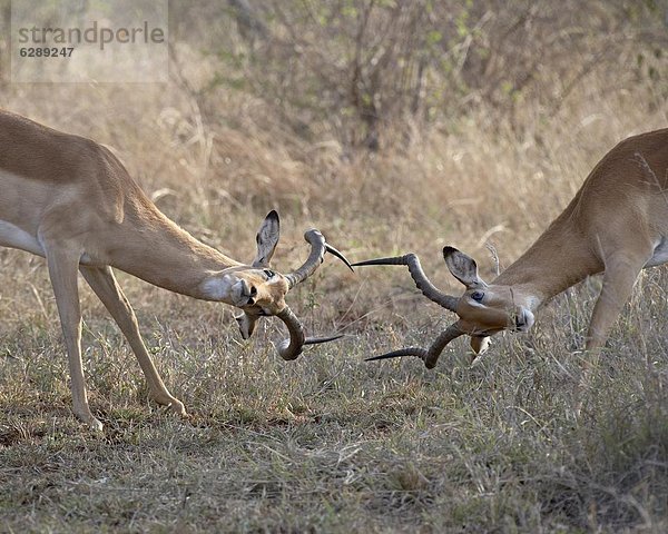 Südliches Afrika  Südafrika  Impala  Aepyceros melampus  2  Sparring  Kruger Nationalpark  Afrika