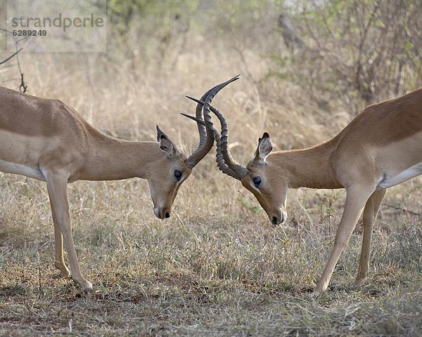 Südliches Afrika  Südafrika  Impala  Aepyceros melampus  2  Sparring  Kruger Nationalpark  Afrika