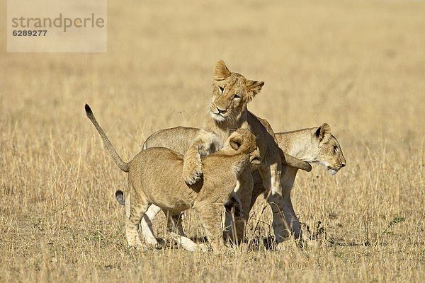 Ostafrika  Masai Mara National Reserve  Afrika  Kenia