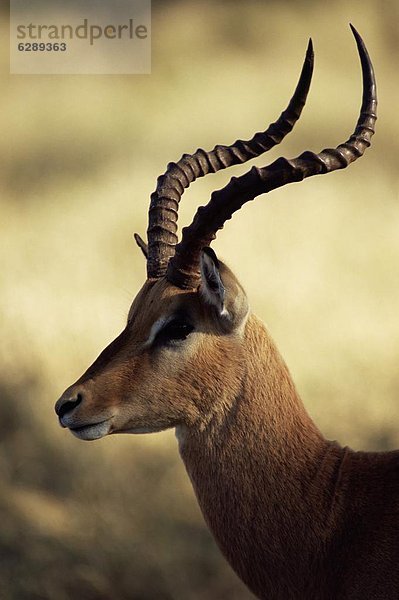 Südliches Afrika  Südafrika  Impala  Aepyceros melampus  hoch  oben  nahe  Afrika