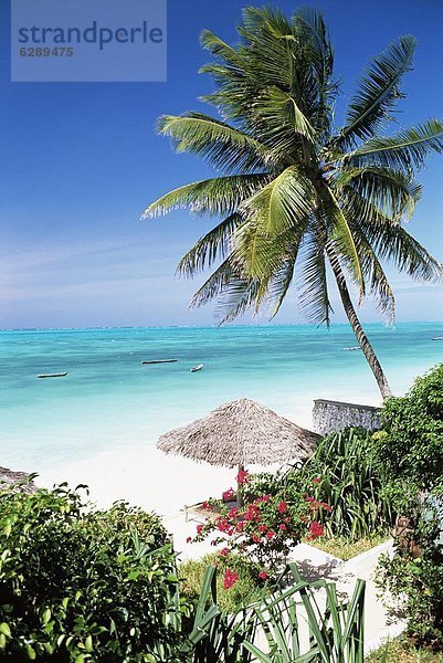 Ostafrika  Strand  Baum  Ozean  Indianer  Ansicht  Afrika  Tansania