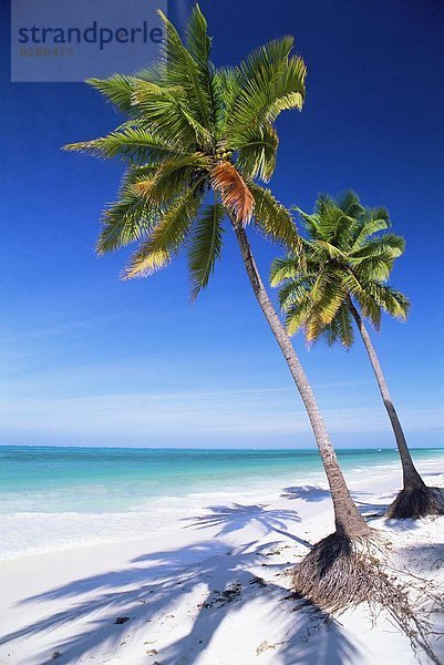 Ostafrika  Palme  Strand  Ozean  weiß  Sand  Indianer  Afrika  Tansania