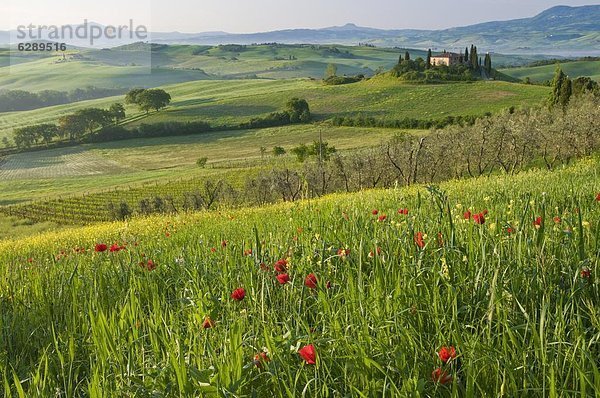 zeigen  rollen  Europa  Ländliches Motiv  ländliche Motive  Morgendämmerung  Ansicht  UNESCO-Welterbe  Toskana  Italien