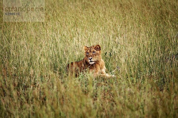 Ostafrika  Löwe  Panthera leo  jung  Afrika  Uganda