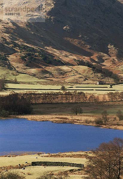 Europa  klein  Ansicht  Cumbria  England  Tarn