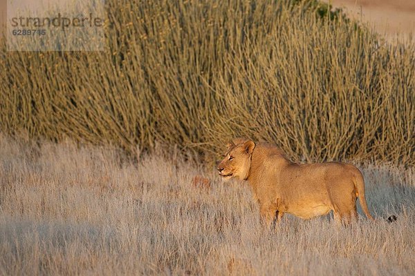 Namibia  Afrika