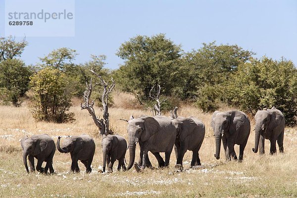 Namibia  Etoscha Wildpark  Etosha  Afrika