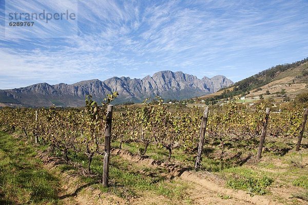 Südliches Afrika  Südafrika  Afrika  Western Cape  Westkap