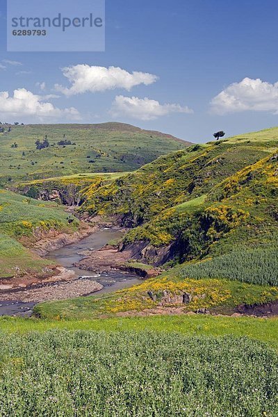 Blume  gelb  Hügel  grün  Überfluss  Afrika  Äthiopien