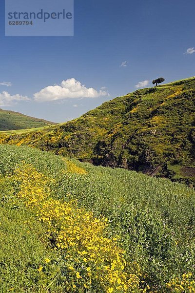 Blume  gelb  Hügel  grün  Überfluss  Afrika  Äthiopien