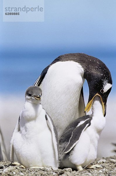Jungvogel Eselspinguin Pygoscelis papua Langschwanzpinguin Erwachsener Falklandinseln füttern Pinguin Südamerika