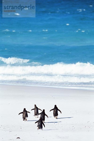 Kaiserpinguin  Aptenodytes forsteri  rennen  Meer  König - Monarchie  Falklandinseln  Südamerika