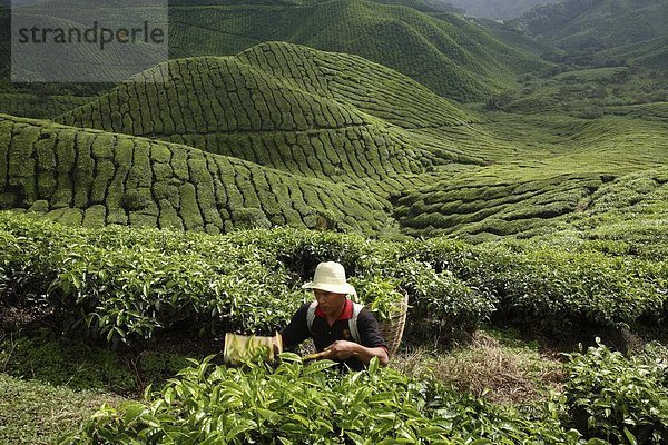 ernten  Plantage  Südostasien  Asien  Malaysia  Tee