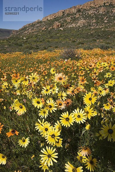 Jährliche Frühling Wildlflower Teppiche  Biedouw Valley  Western Cape  Südafrika  Afrika