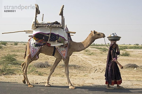 tragen gehen Wüste Eigentum Nomade Volksstamm Stamm Asien Kamel Indien