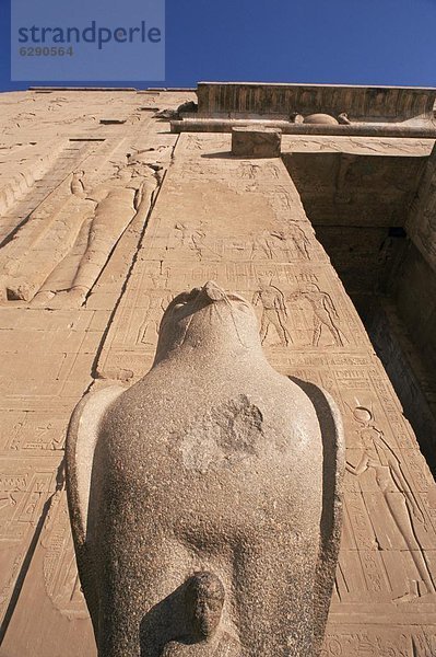 Nordafrika  Eingang  Statue  Afrika  Edfu  Ägypten  Horus