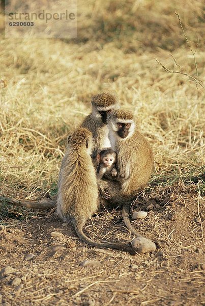 Ostafrika  Säuglingsalter  Säugling  Afrika  Affe  Ngorongoro Crater  Tansania