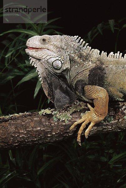 grün  Gefangenschaft  Leguan