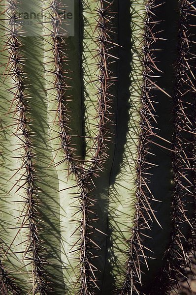 Vereinigte Staaten von Amerika  USA  hoch  oben  nahe  Nordamerika  Arizona  Saguaro  Kaktus