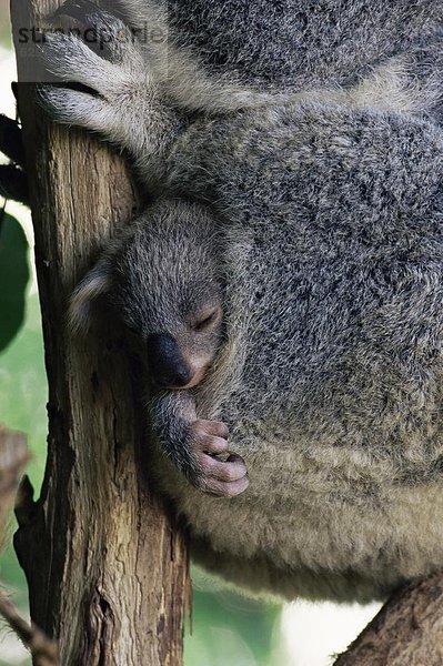 Koala  Phascolarctus cinereus  Tasche  Pazifischer Ozean  Pazifik  Stiller Ozean  Großer Ozean  Australien  Baby  Brisbane  Beutel  Queensland