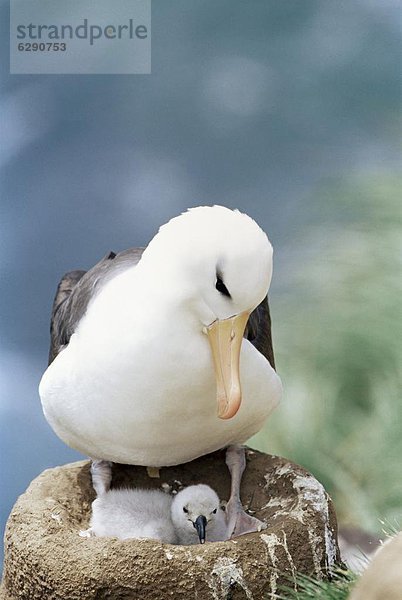 sehen  schwarz  Jungvogel  Albatros  Falklandinseln  Südamerika