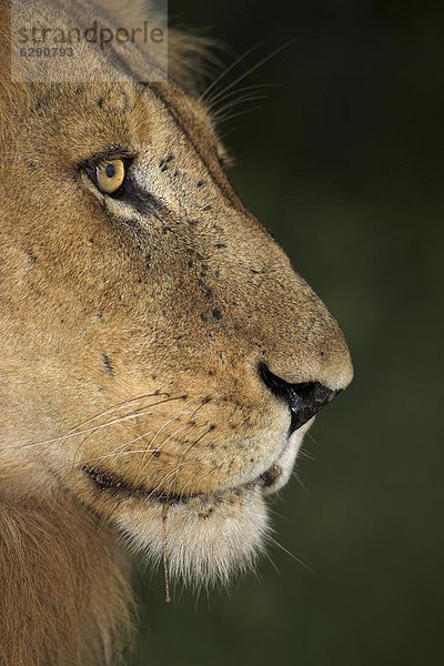 Löwe (Panthera leo)  Krüger-Nationalpark  Südafrika  Afrika