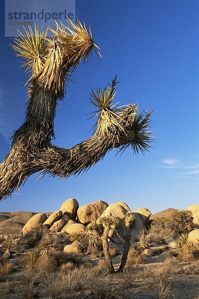 Vereinigte Staaten von Amerika  USA  Landschaft  Nordamerika  Joshua Tree Nationalpark  Kalifornien