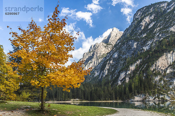 Ahornbaum in Herbstfarben am Pragser Wildsee  Lago di Braies  Pragser Tal  Prags  Dolomiten  Südtirol  Alto Adige  Italien  Europa